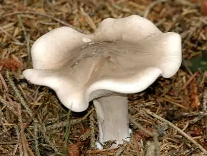  ,   Clitocybe nebularis